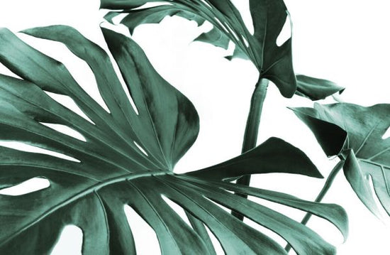 PHOTOWALL / Monstera Leaves (e327862)