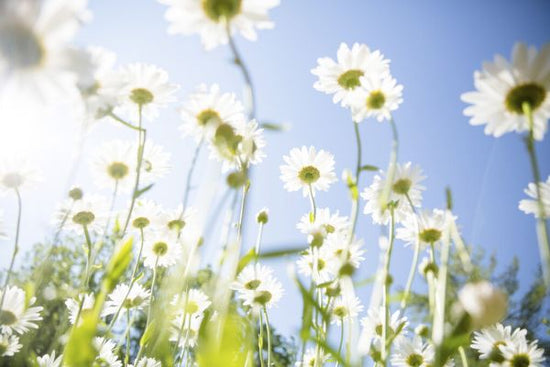 PHOTOWALL / Daisy Flowers (e327867)