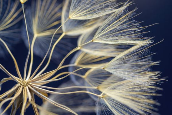 PHOTOWALL / Dandelion (e327898)