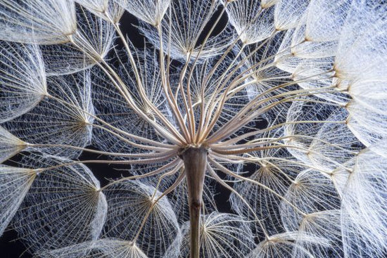 PHOTOWALL / Dandelion (e327899)