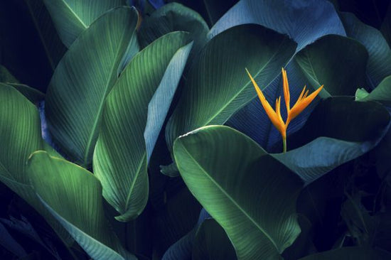 PHOTOWALL / Tropical Leaves and Flower (e327901)