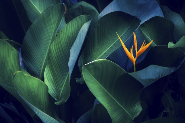 PHOTOWALL / Tropical Leaves and Flower (e327901)