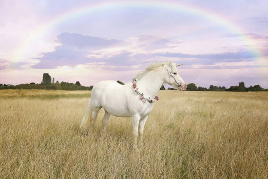 PHOTOWALL / Unicorn and Rainbow (e327902)