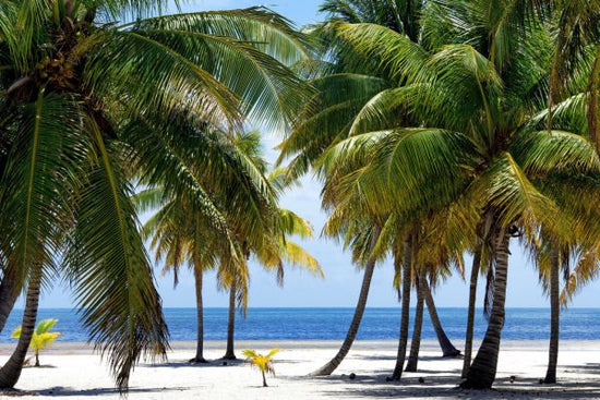 PHOTOWALL / Paradise Beach (e328653)