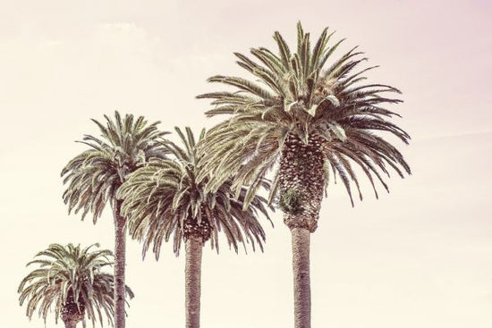 PHOTOWALL / Pastel Palms (e328717)