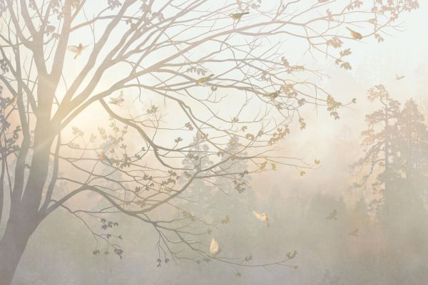 PHOTOWALL / Illuminated Tree (e329755) | 輸入壁紙専門店 WALPA