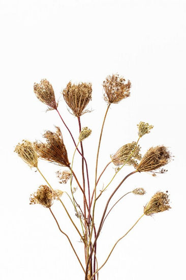 PHOTOWALL / Dried Bouquet (e327569)
