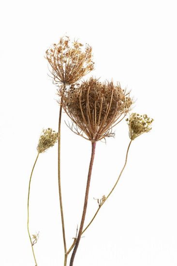 PHOTOWALL / Dried Bouquet II (e327570)