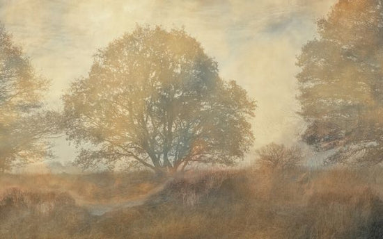 PHOTOWALL / Epic Tree Landscape III (e330196)