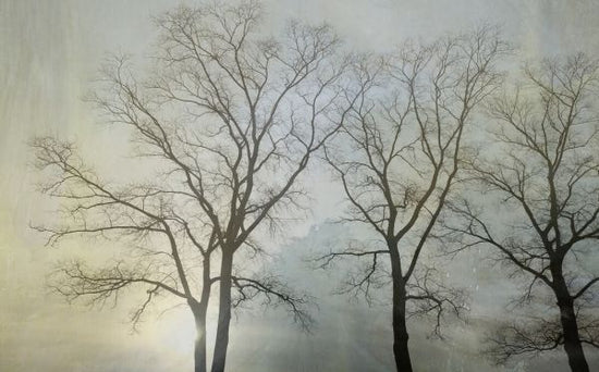 PHOTOWALL / Epic Tree Landscape IV (e330197)