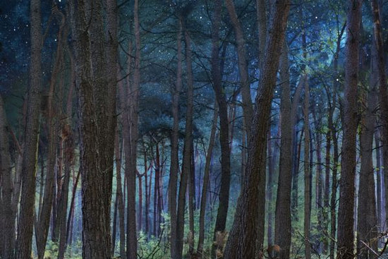 PHOTOWALL / Mystical Night Forrest (e330206)