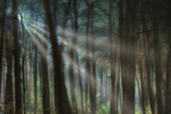 PHOTOWALL / Sunray Forrest (e330218)