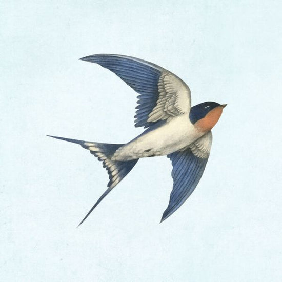 PHOTOWALL / Barn Swallow on Blue (e330732)