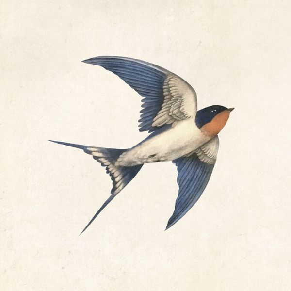 PHOTOWALL / Barn Swallow (e330733)