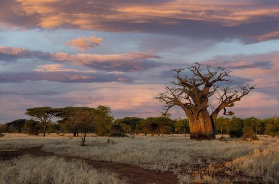 PHOTOWALL / Shrubland (e331476)