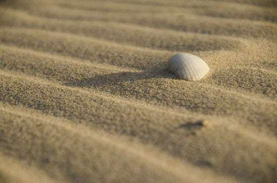 PHOTOWALL / Sand and Shell (e331479)