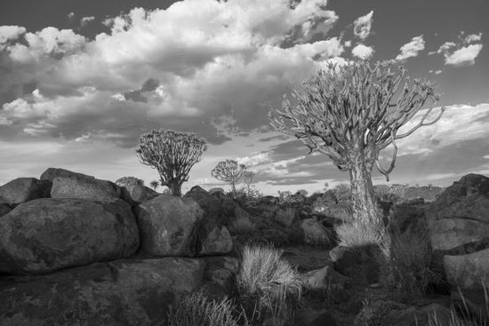 PHOTOWALL / Rocks and Trees - BW (e331493)