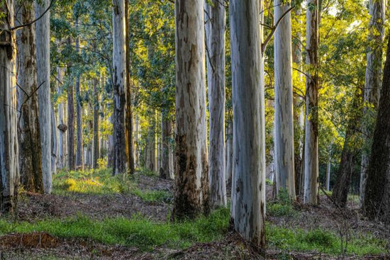 PHOTOWALL / Forest Landscape (e331500)