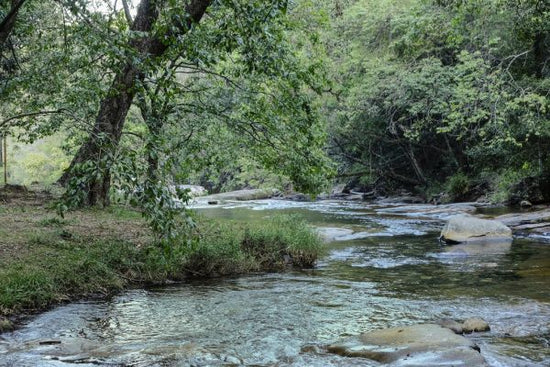 PHOTOWALL / River and Trees (e331513)
