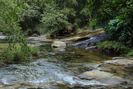 PHOTOWALL / River and Trees II (e331514)