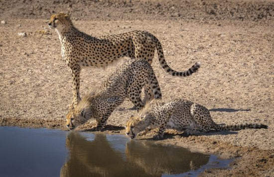 PHOTOWALL / Cheetah Drinking (e331537)