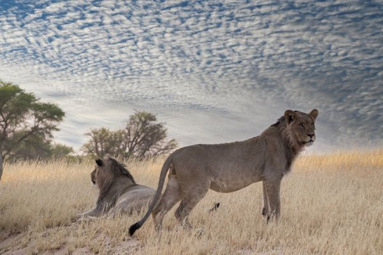 PHOTOWALL / Lions in Shrubland (e331567)