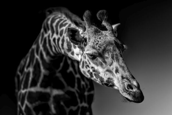 PHOTOWALL / Giraffe (e331199)