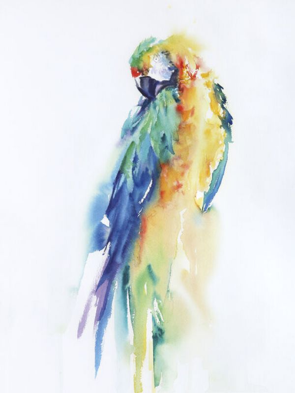 PHOTOWALL / Colorful Parrots II (e330924)