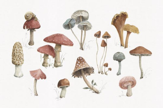 PHOTOWALL / Mushroom Medley 01 (e331448)