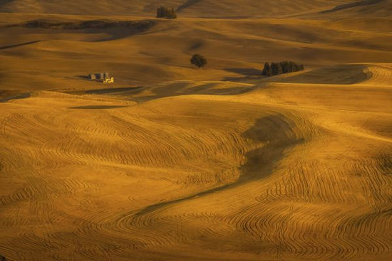 PHOTOWALL / Wheat Field in Sunset (e331578)