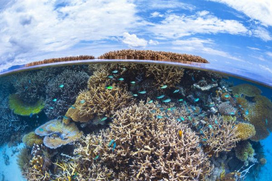 PHOTOWALL / Split Level from Mayotte Reef (e331579)