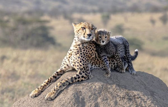 PHOTOWALL / Cheetah and Cup (e331580)