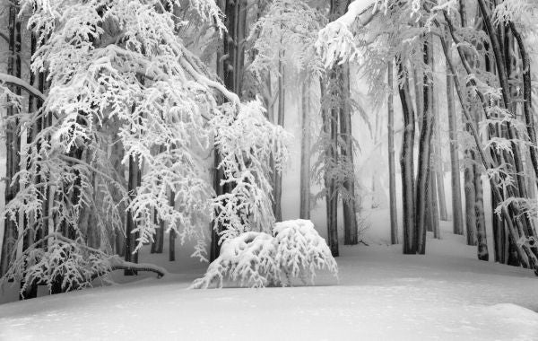 PHOTOWALL / Perfect Winter (e331587)