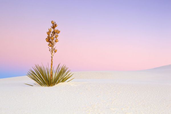 PHOTOWALL / Yucca in Gypsum Dunes (e331690)