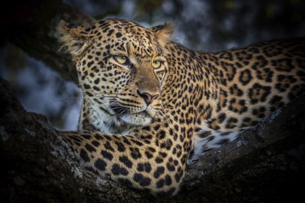 PHOTOWALL / Leopard (e331598)