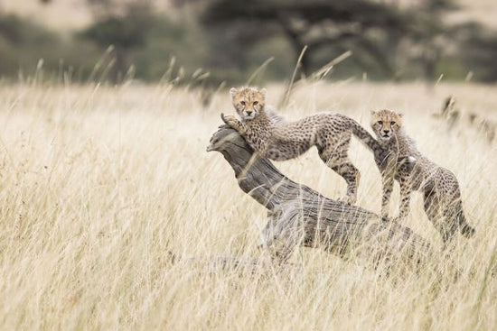 PHOTOWALL / Cheetah Cubs (e331601)