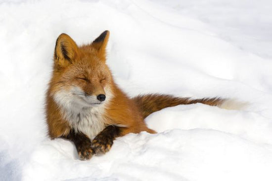 PHOTOWALL / Red Fox in the Snow (e331602)
