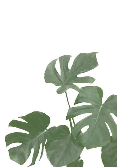 PHOTOWALL / Monstera Aqua 04 (e331641)