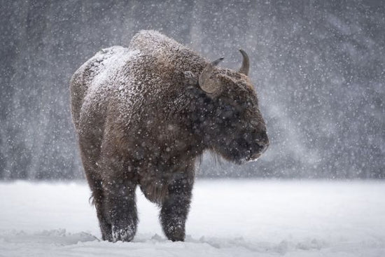 PHOTOWALL / Bison (e331643)