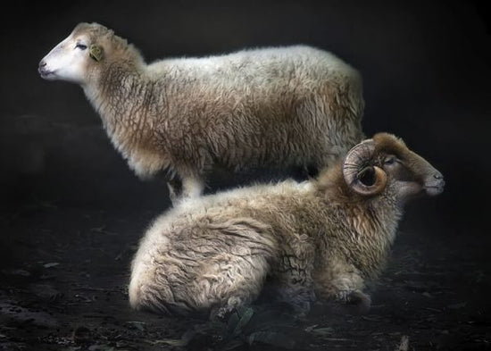 PHOTOWALL / Sheeps (e331648)