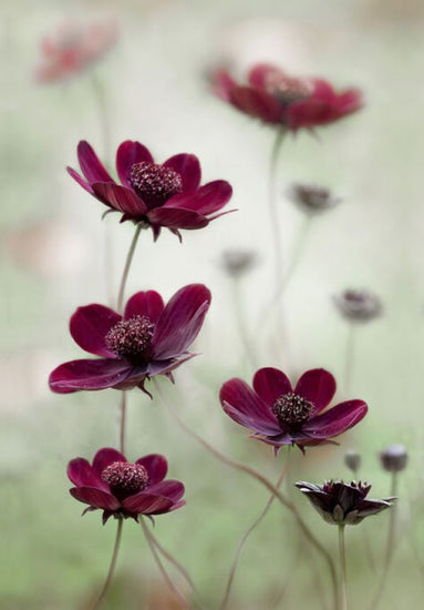 PHOTOWALL / Cosmos Sway (e332133)
