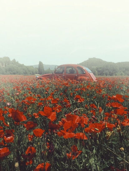 PHOTOWALL / Poppy Vintage (e332933)