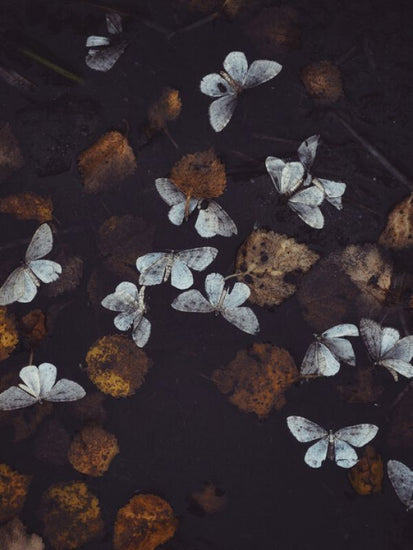 PHOTOWALL / Seasonal Melancholia (e332937)