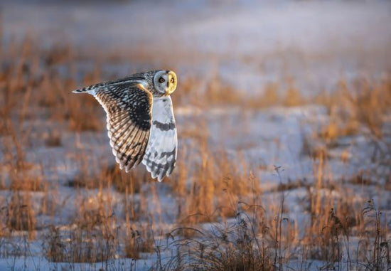 PHOTOWALL / Short Eared Owl (e331965)