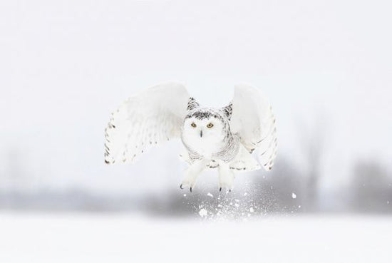 PHOTOWALL / Snowy Owl Taking Flight (e331966)