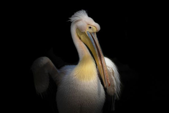 PHOTOWALL / Pelican (e331973)