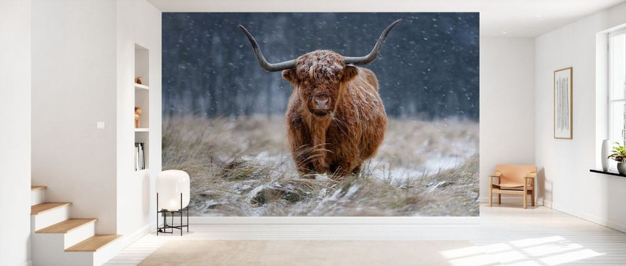 PHOTOWALL / Snowy Highland Cow (e331979)