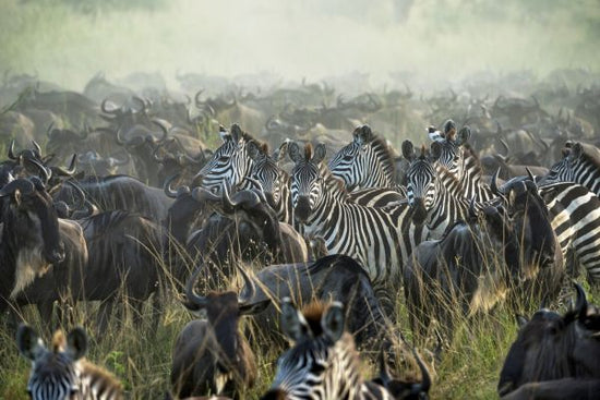 PHOTOWALL / Great Migration (e331981)