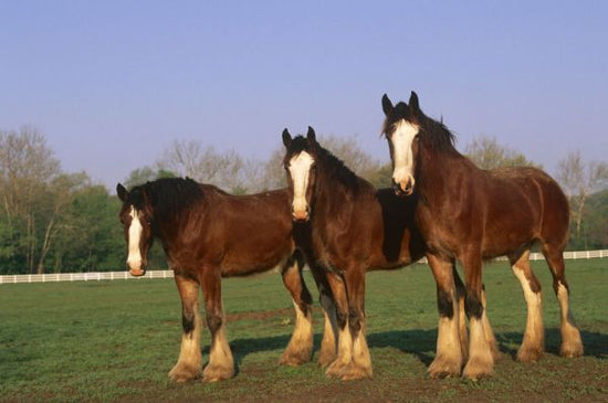 PHOTOWALL / Three Clydesdale Horses (e331989)