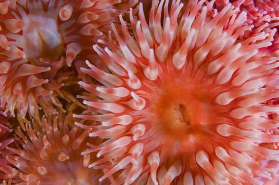 PHOTOWALL / Sea Anemones Close-up (e332006)